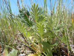 Image de Potentilla pensylvanica L.