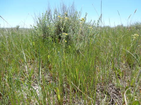 Image de Potentilla pensylvanica L.