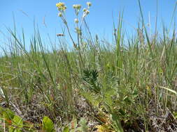 Image de Potentilla pensylvanica L.