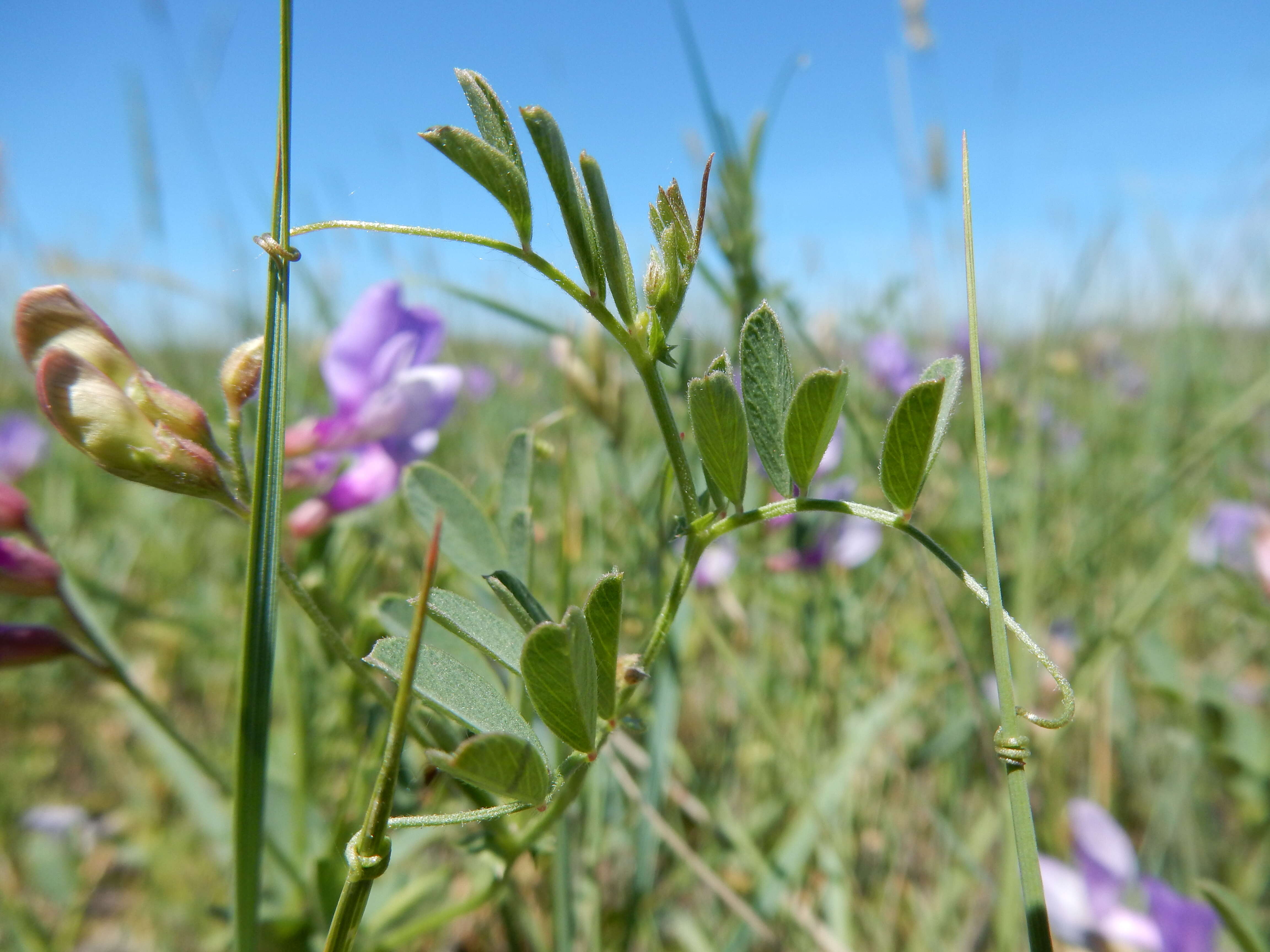 Image of American vetch