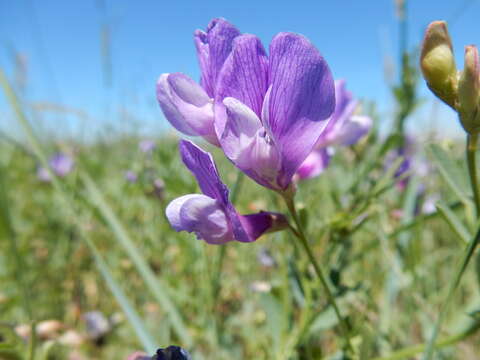 Vicia americana Willd. resmi