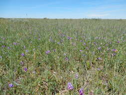 Image of American vetch