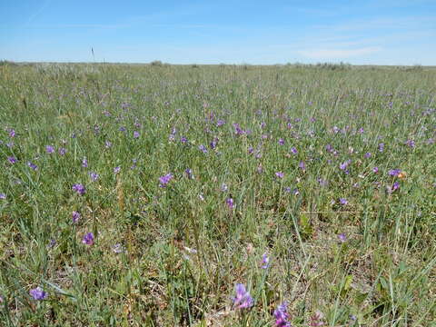 Image of American vetch