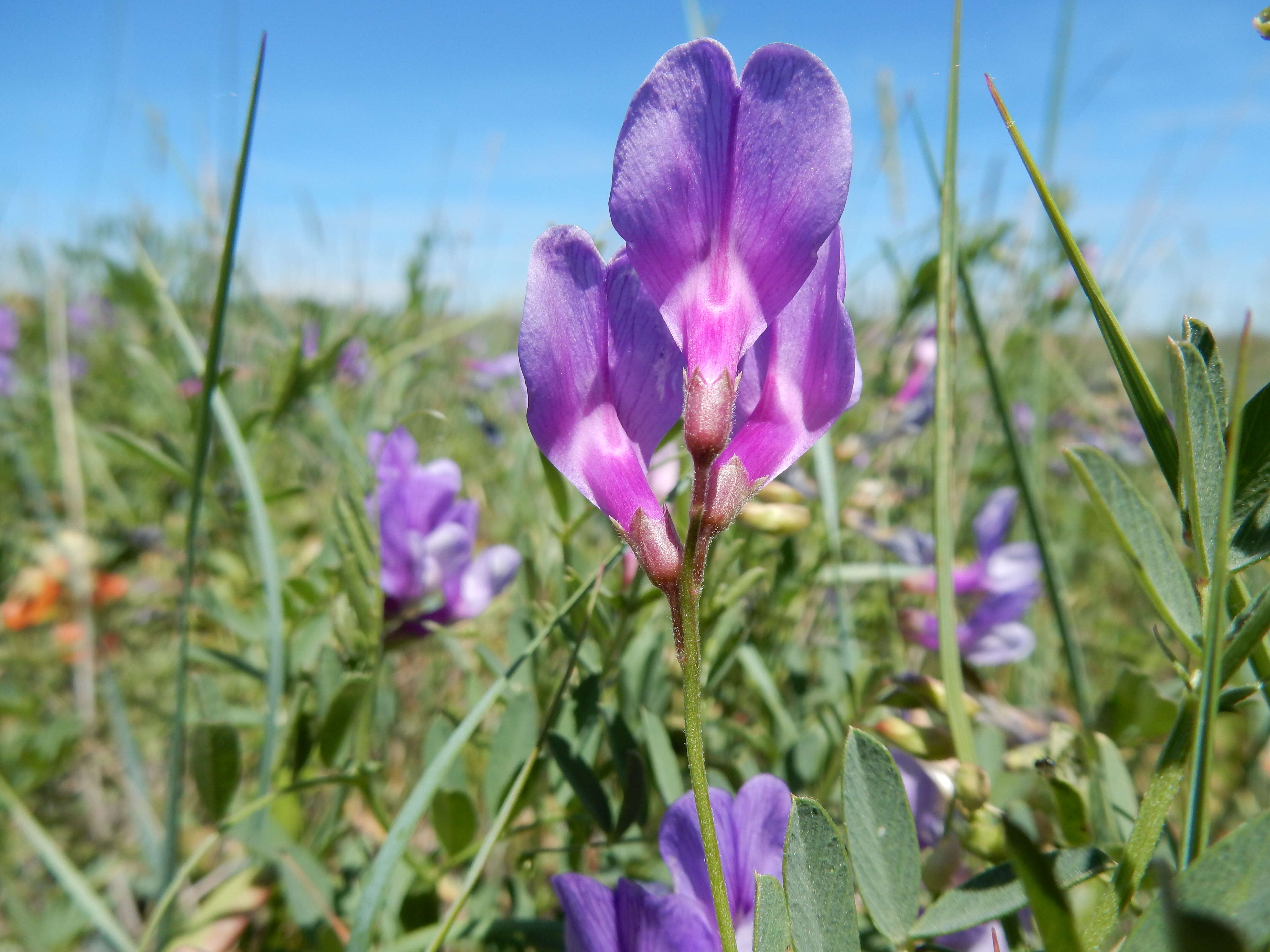 Image of American vetch