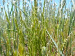 Image of Pullout Grass