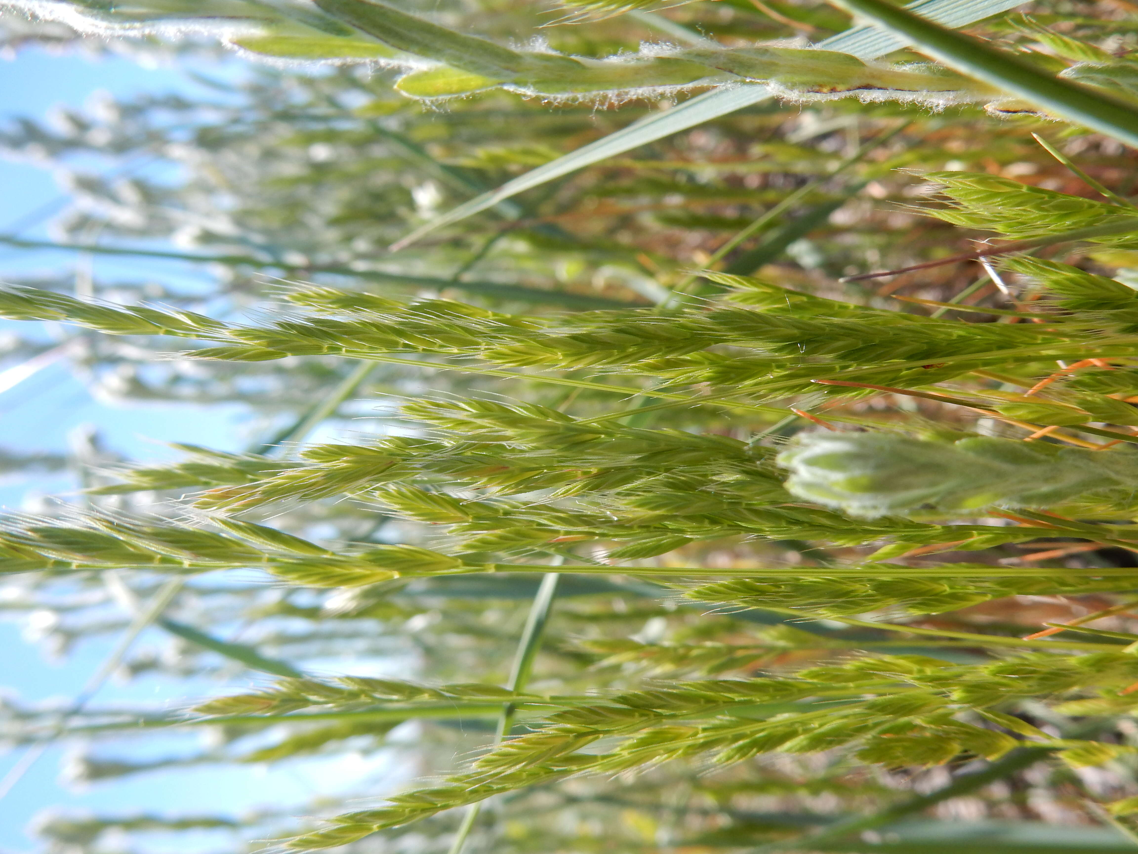 Image of Pullout Grass