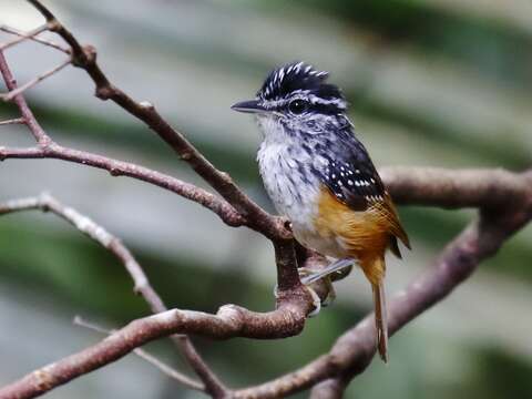 Image of Guianan Warbling Antbird