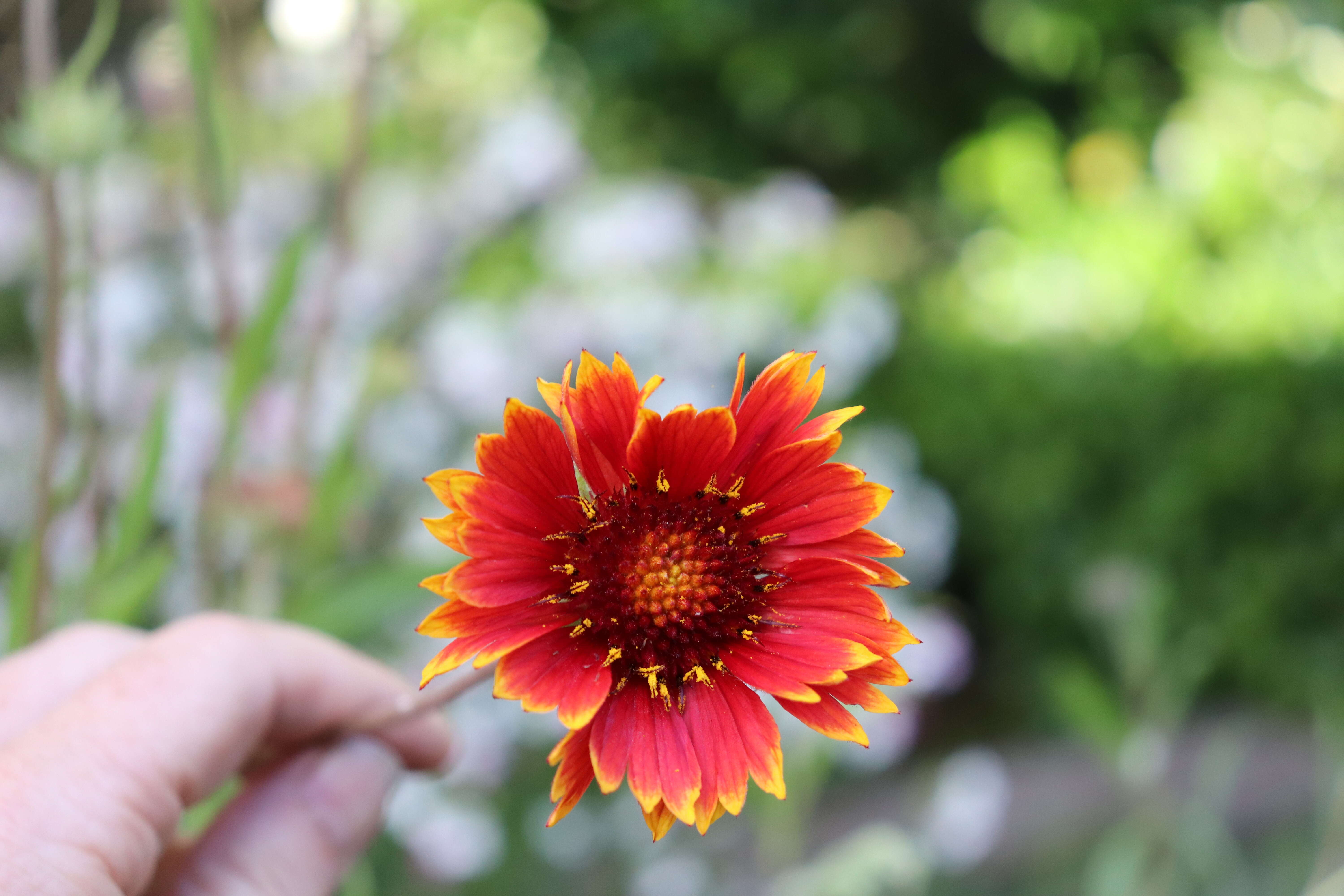 Image of Common perennial gaillardia