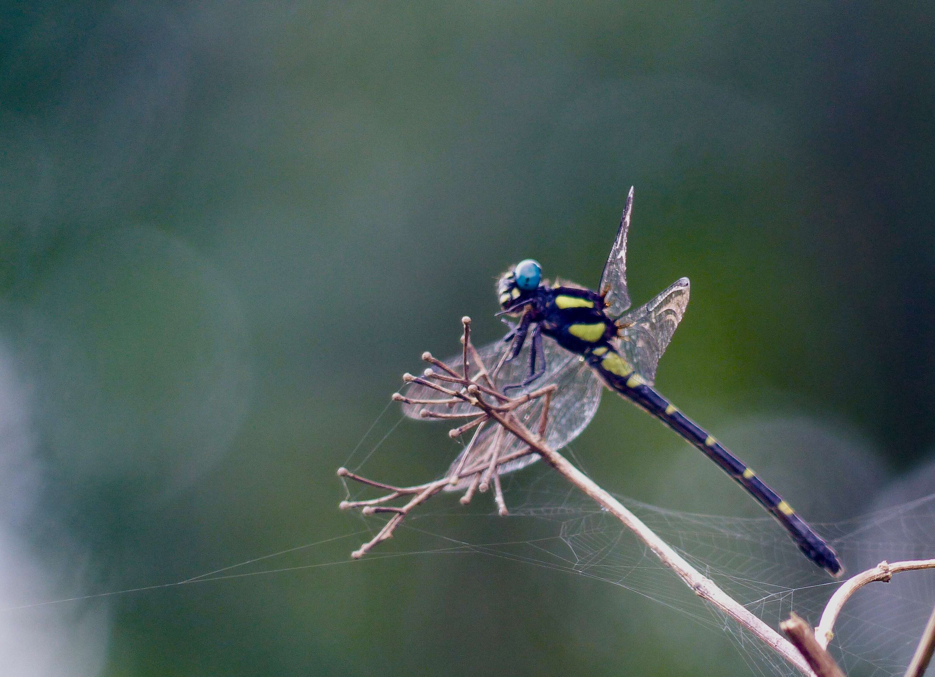 Image of Merogomphus tamaracherriensis Fraser 1931