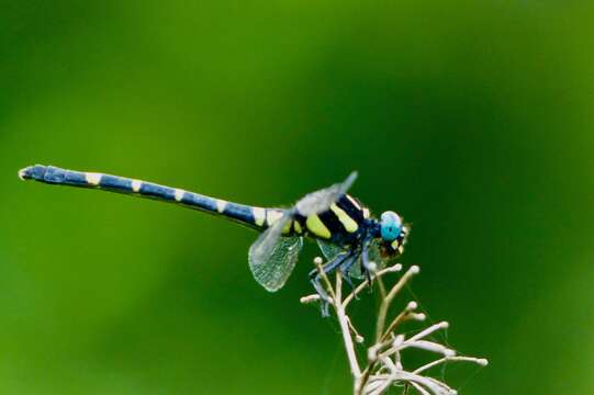 صورة Merogomphus tamaracherriensis Fraser 1931