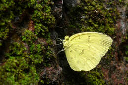 Image de Eurema blanda (Boisduval 1836)