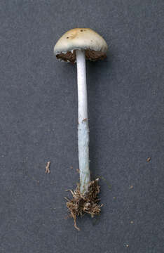 Image of Stropharia pseudocyanea (Desm.) Morgan 1908