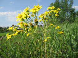 Image of eastern groundsel