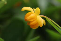 Image of Magellan barberry