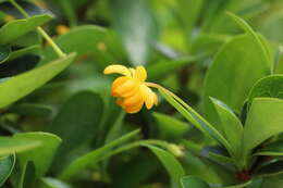 Image of Magellan barberry