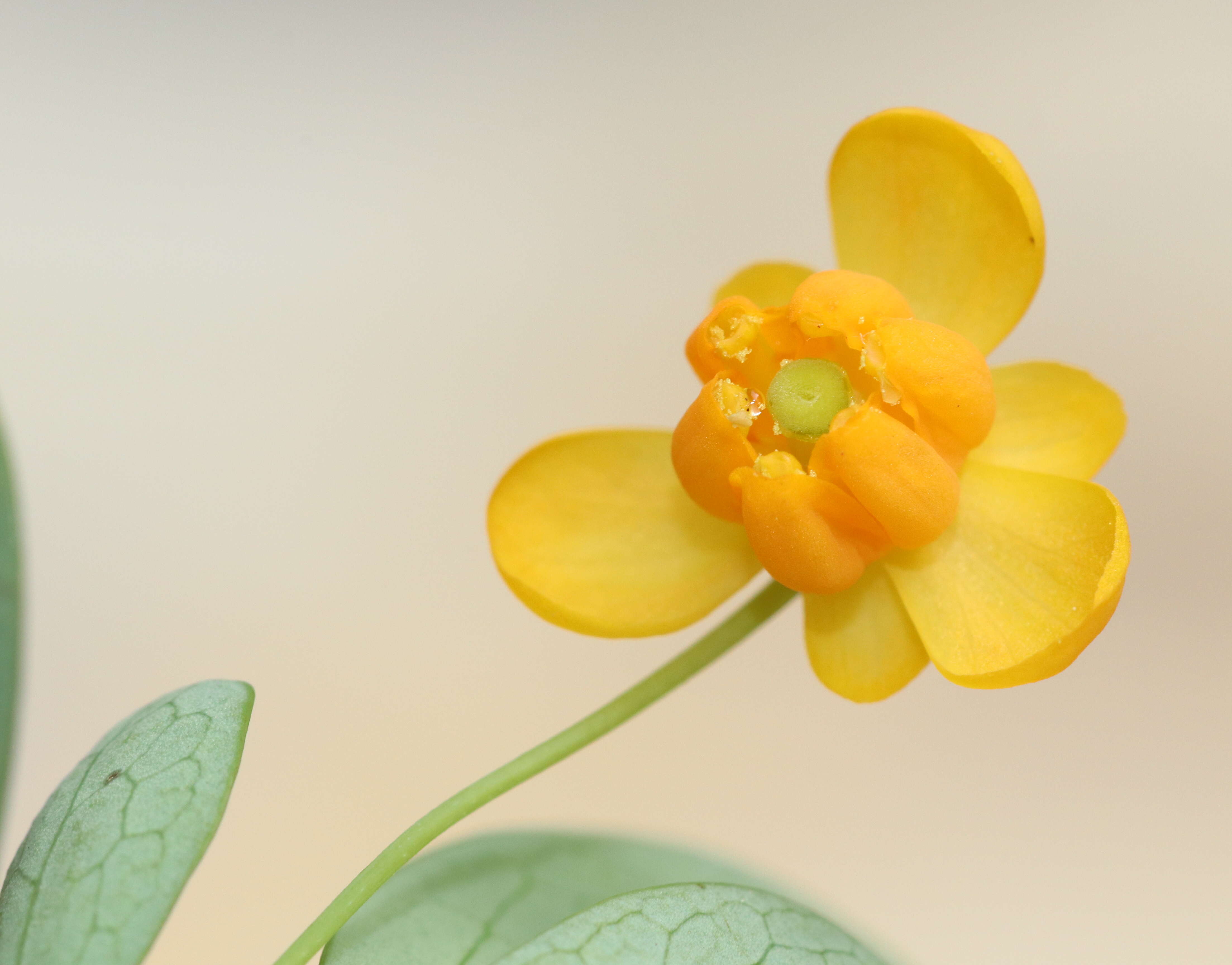 Image of Magellan barberry