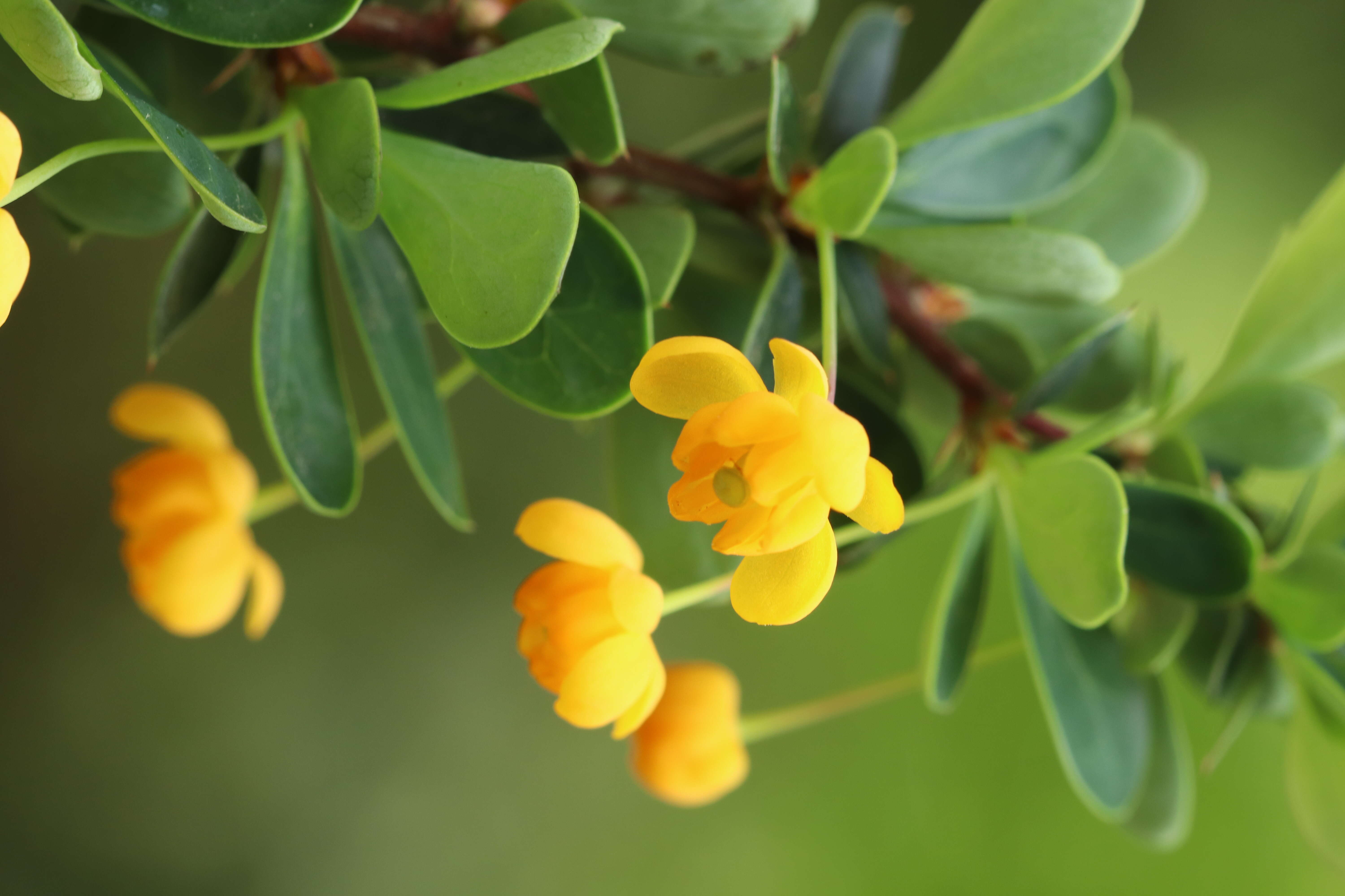 Image of Magellan barberry