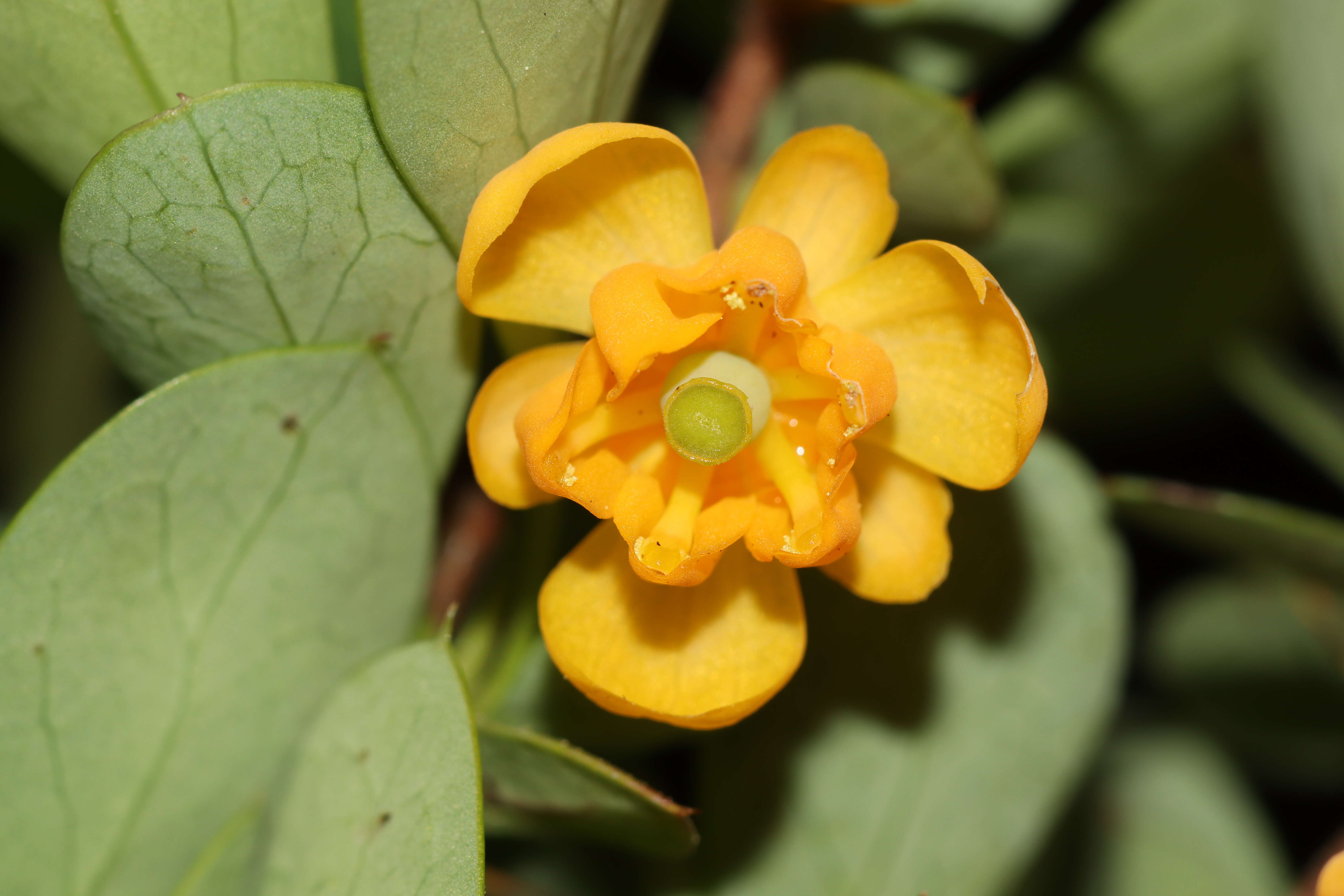 Image of Magellan barberry