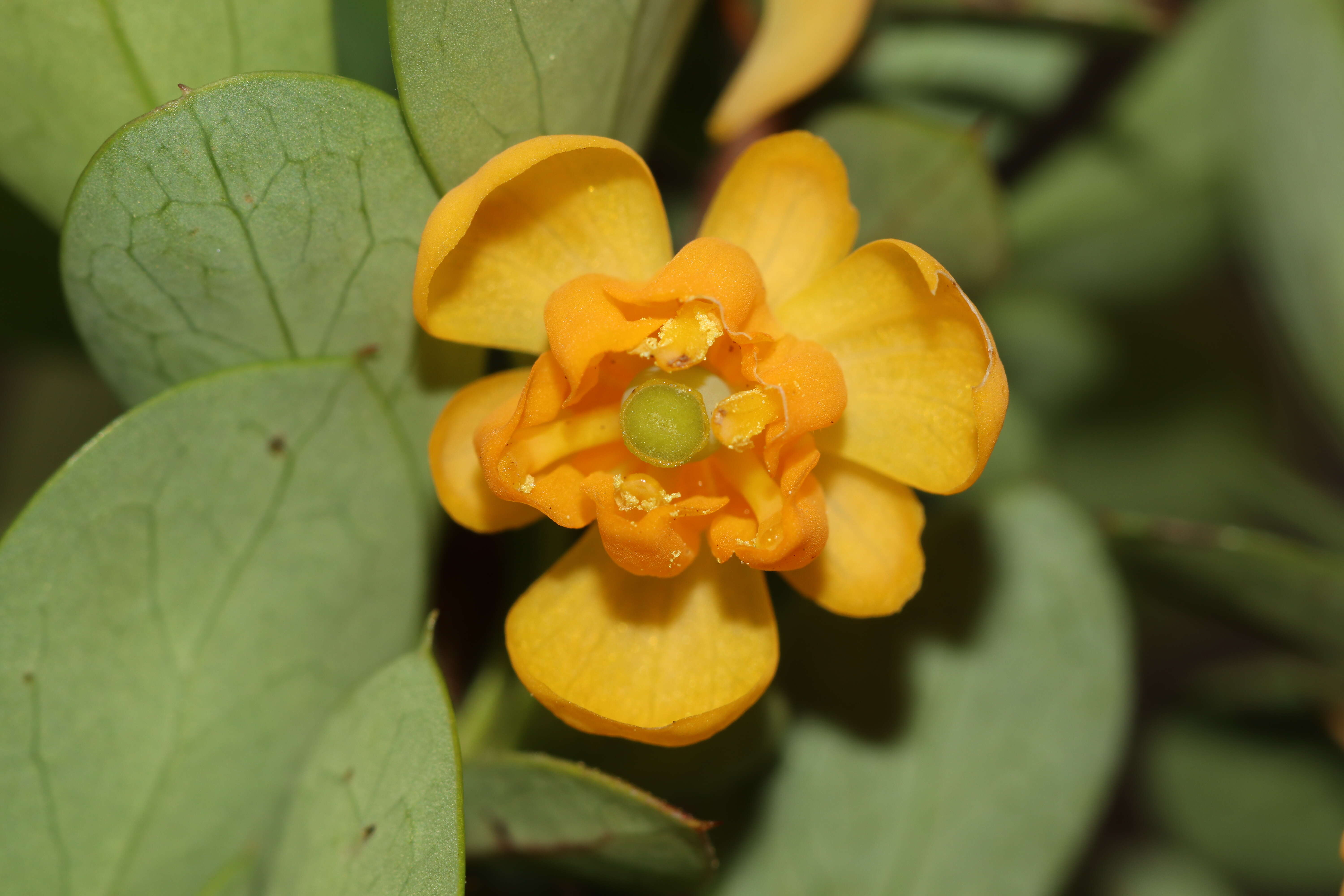 Image of Magellan barberry