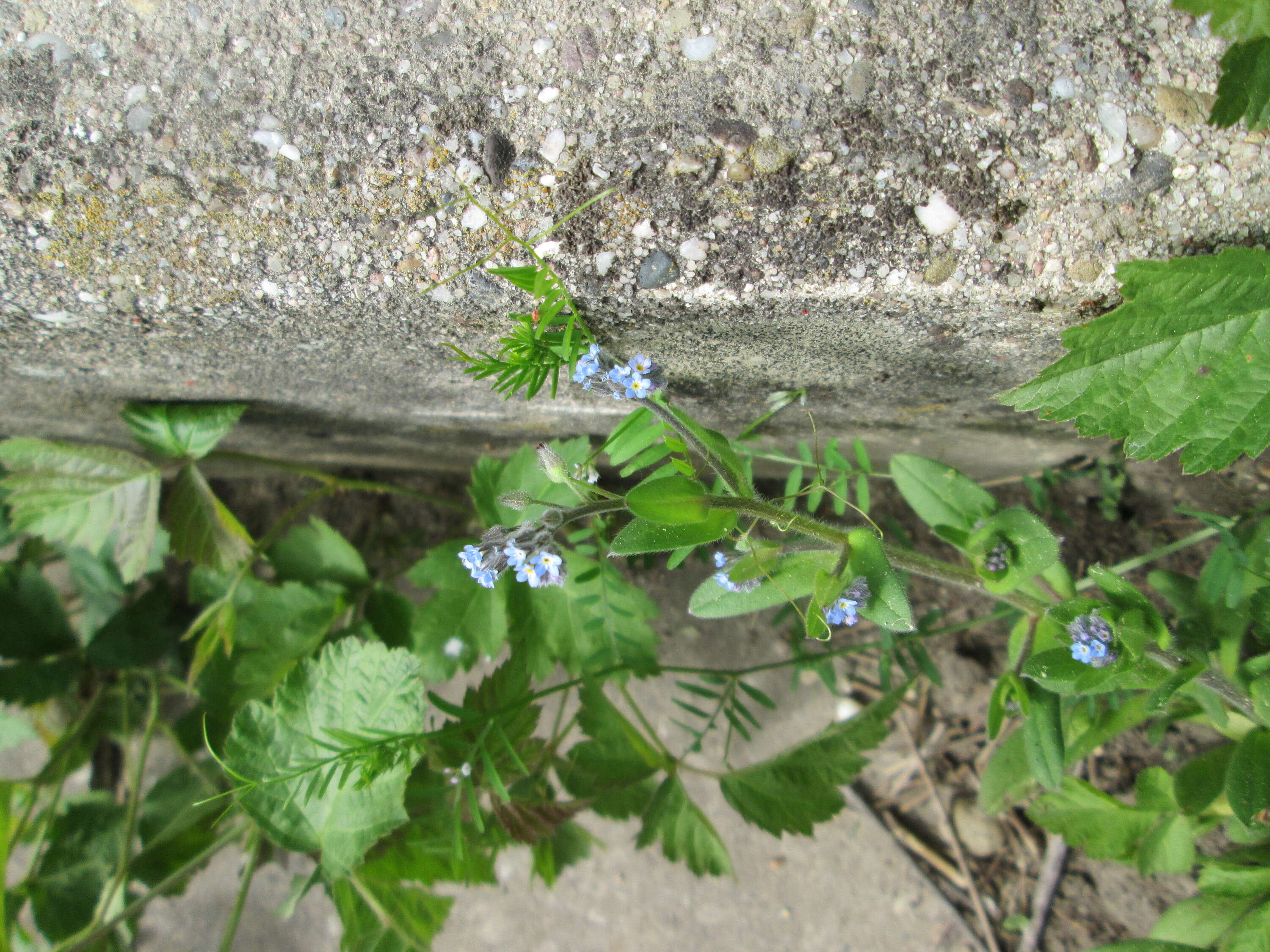 Image of field forget-me-not