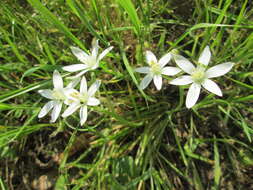 Image of Dove's dung