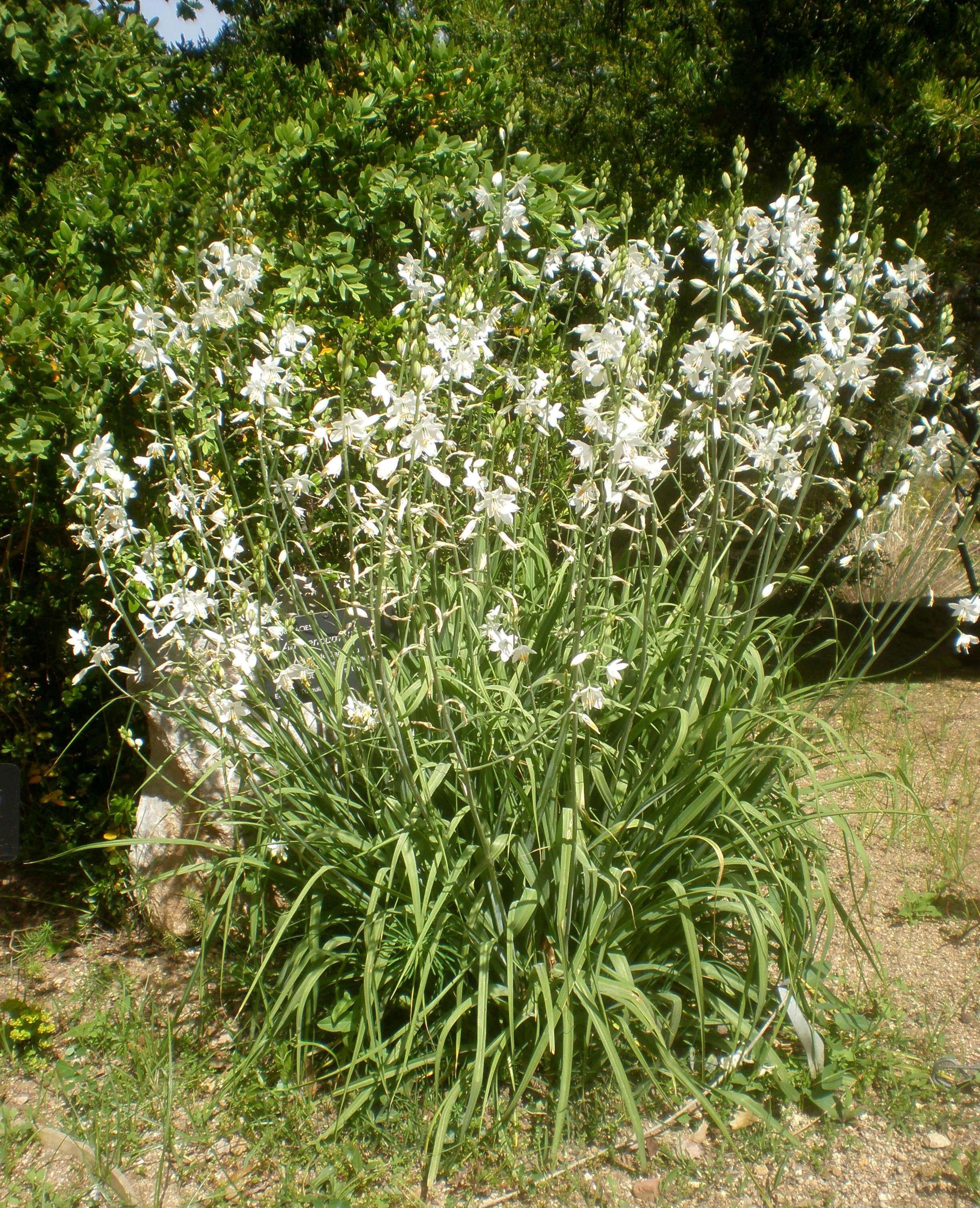 Image of St. Bernard’s lily