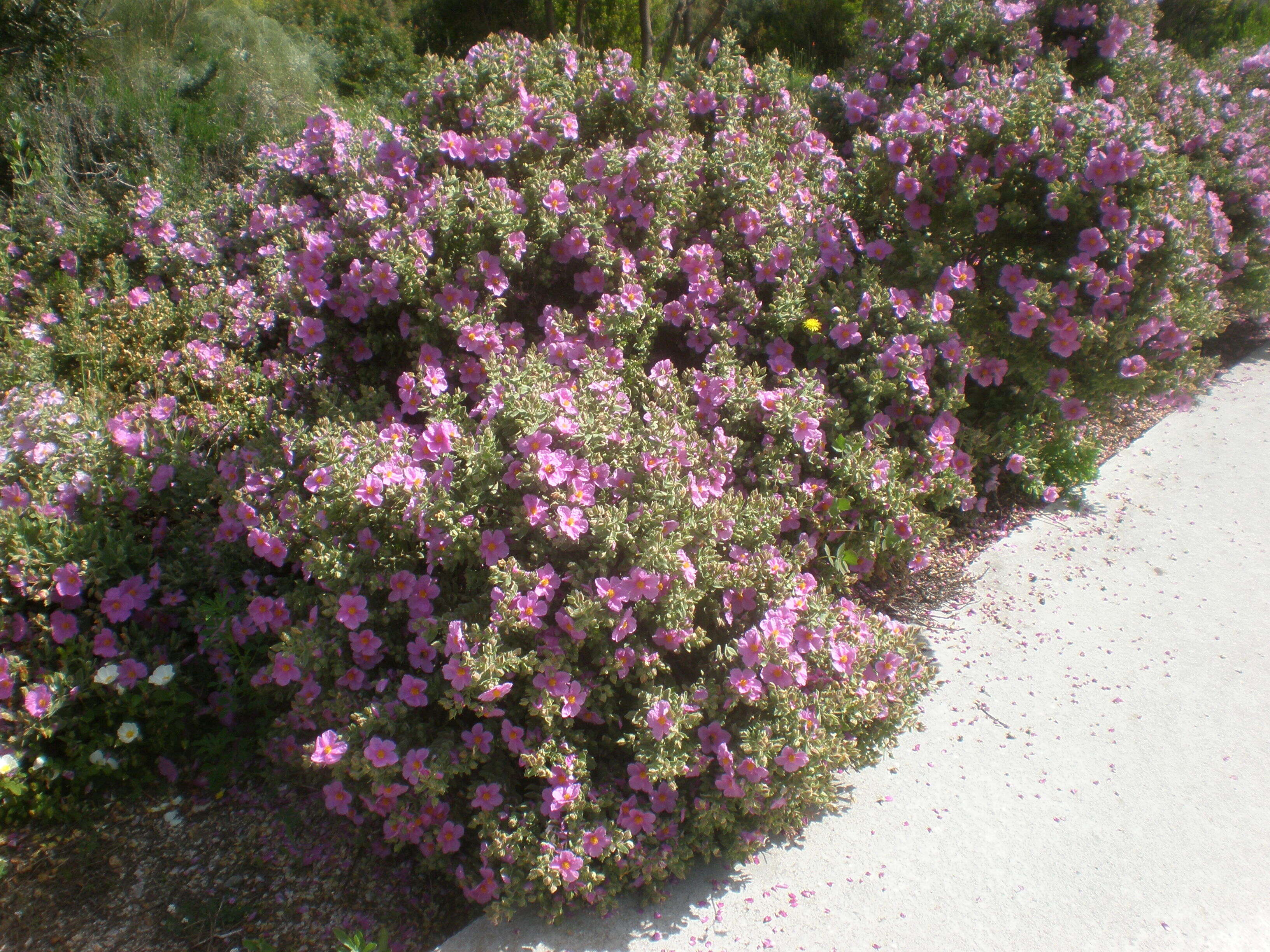 Imagem de Cistus albidus L.