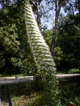 Слика од Echium simplex DC.