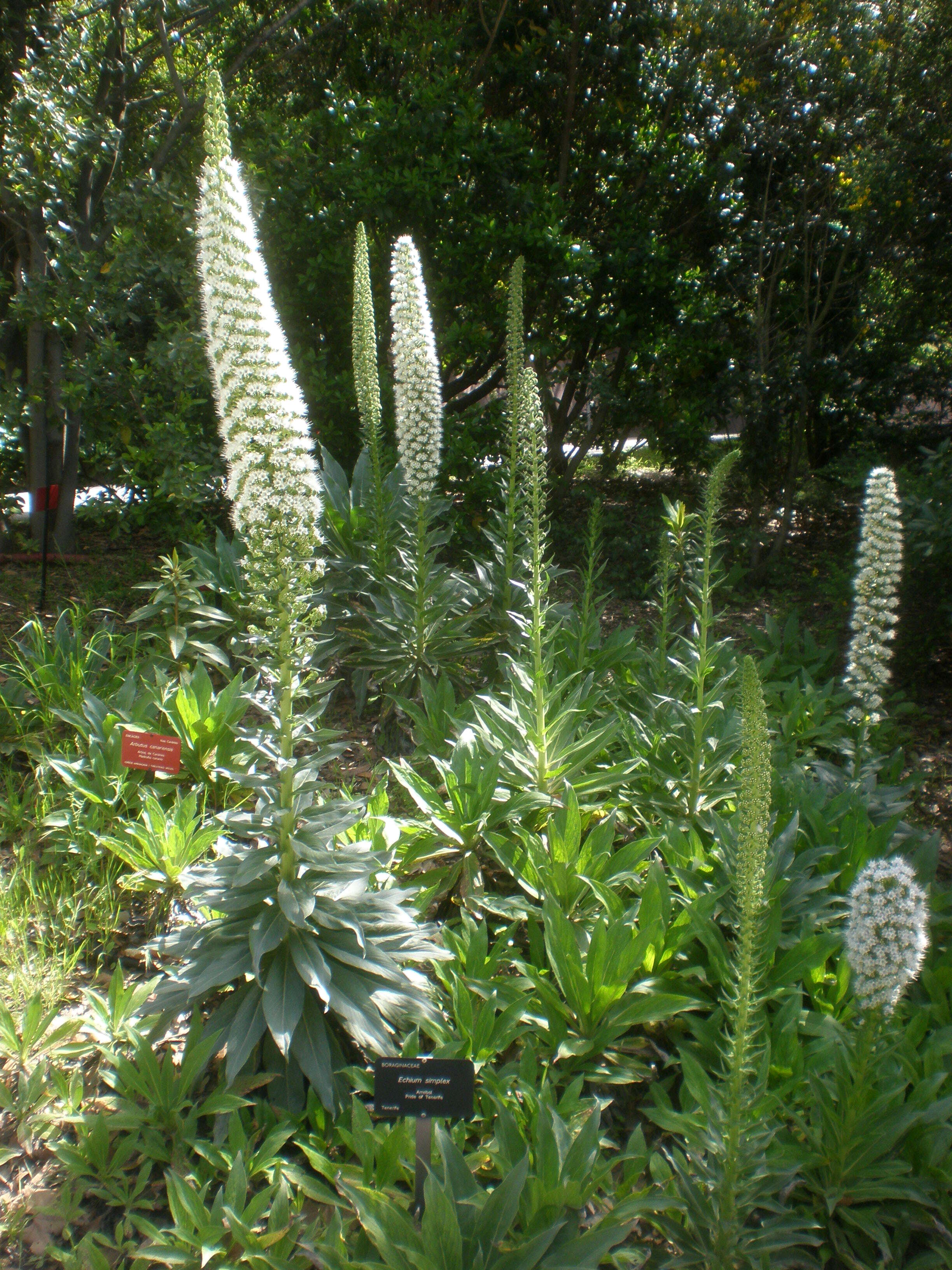 Слика од Echium simplex DC.