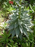 Слика од Echium simplex DC.