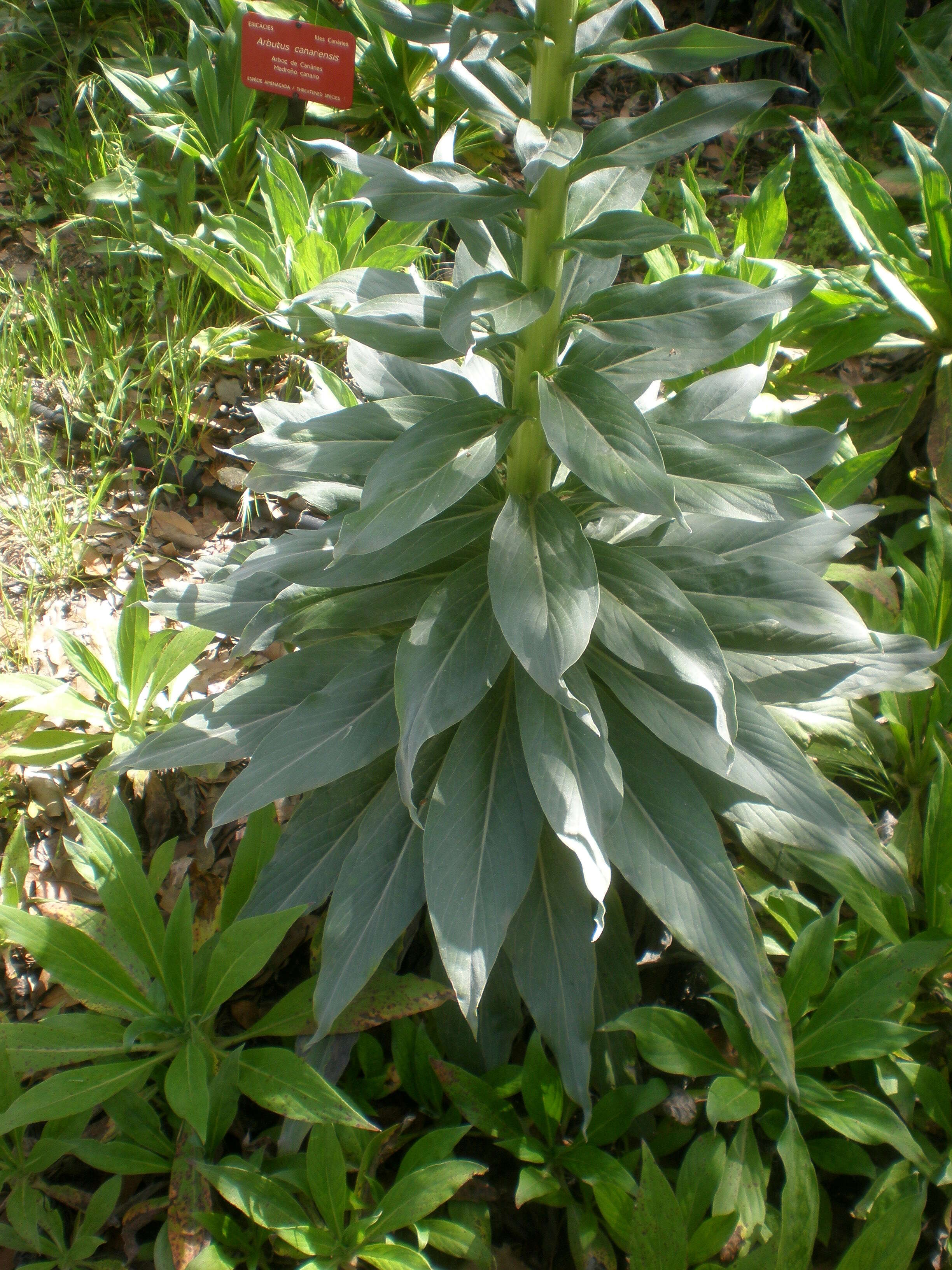 Слика од Echium simplex DC.