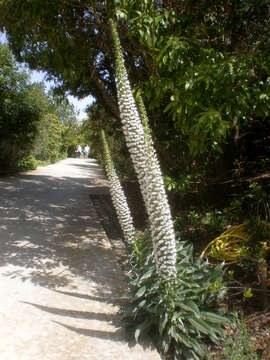 Слика од Echium simplex DC.