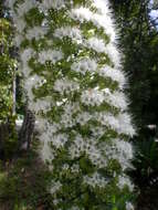 Слика од Echium simplex DC.