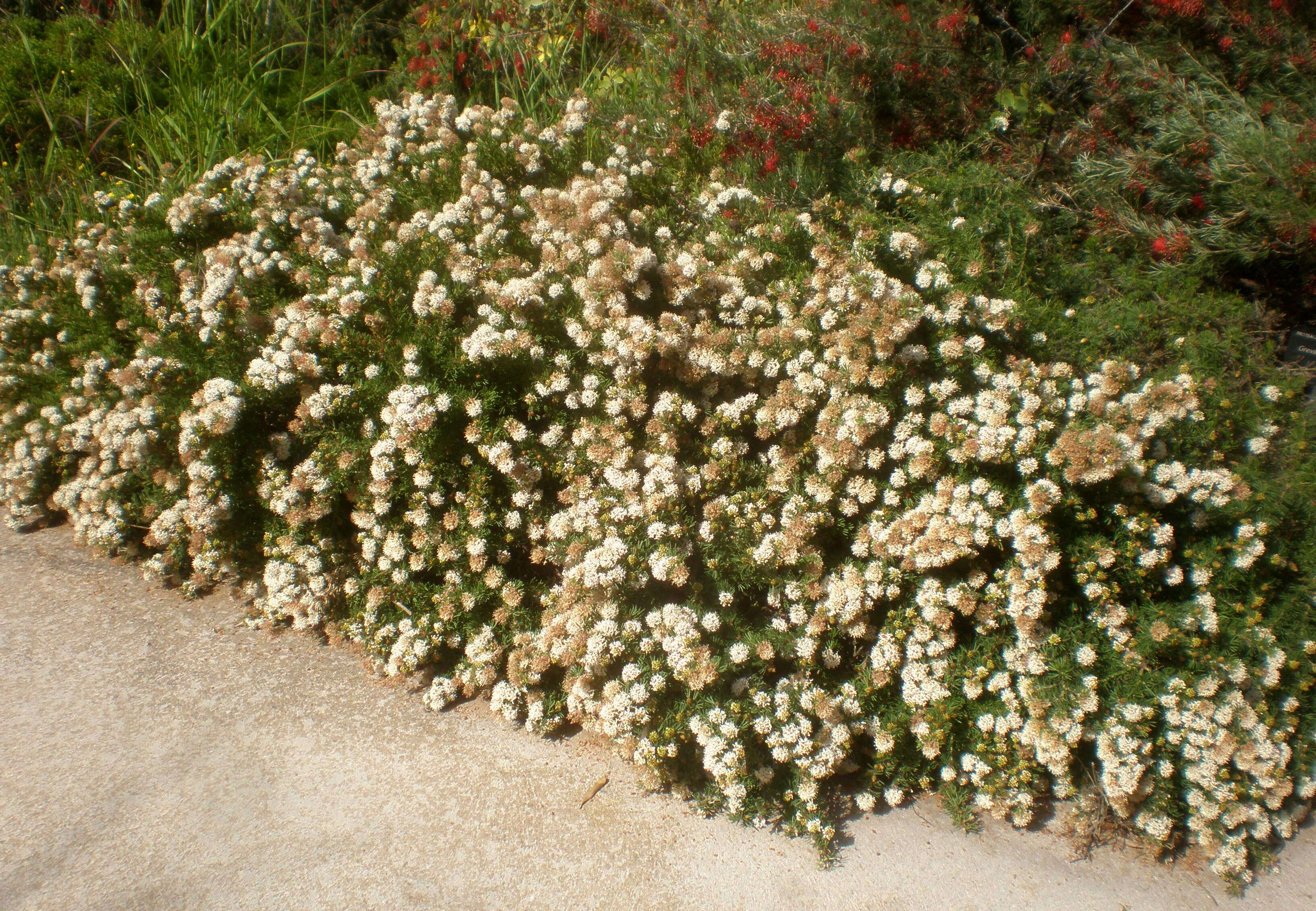 Image of Grevillea crithmifolia R. Br.