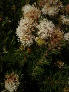 Image of Grevillea crithmifolia R. Br.