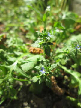 Image of common speedwell