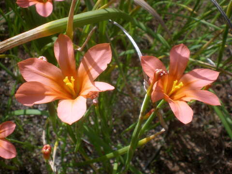 Image of apricot tulip