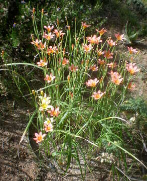 Image of apricot tulip