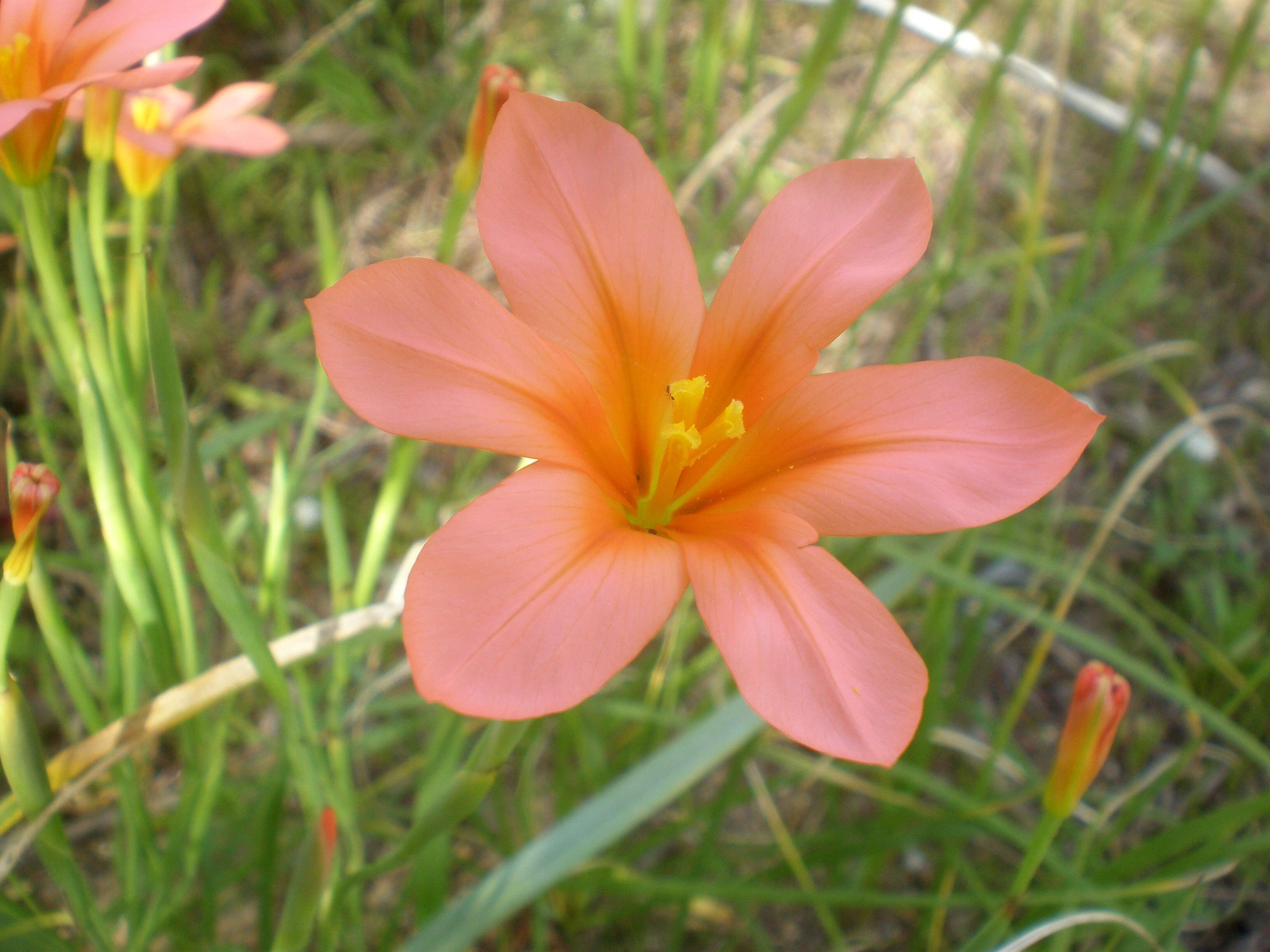 Image of apricot tulip