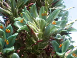 Image of Puya berteroniana Mez