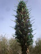 Image of Puya berteroniana Mez