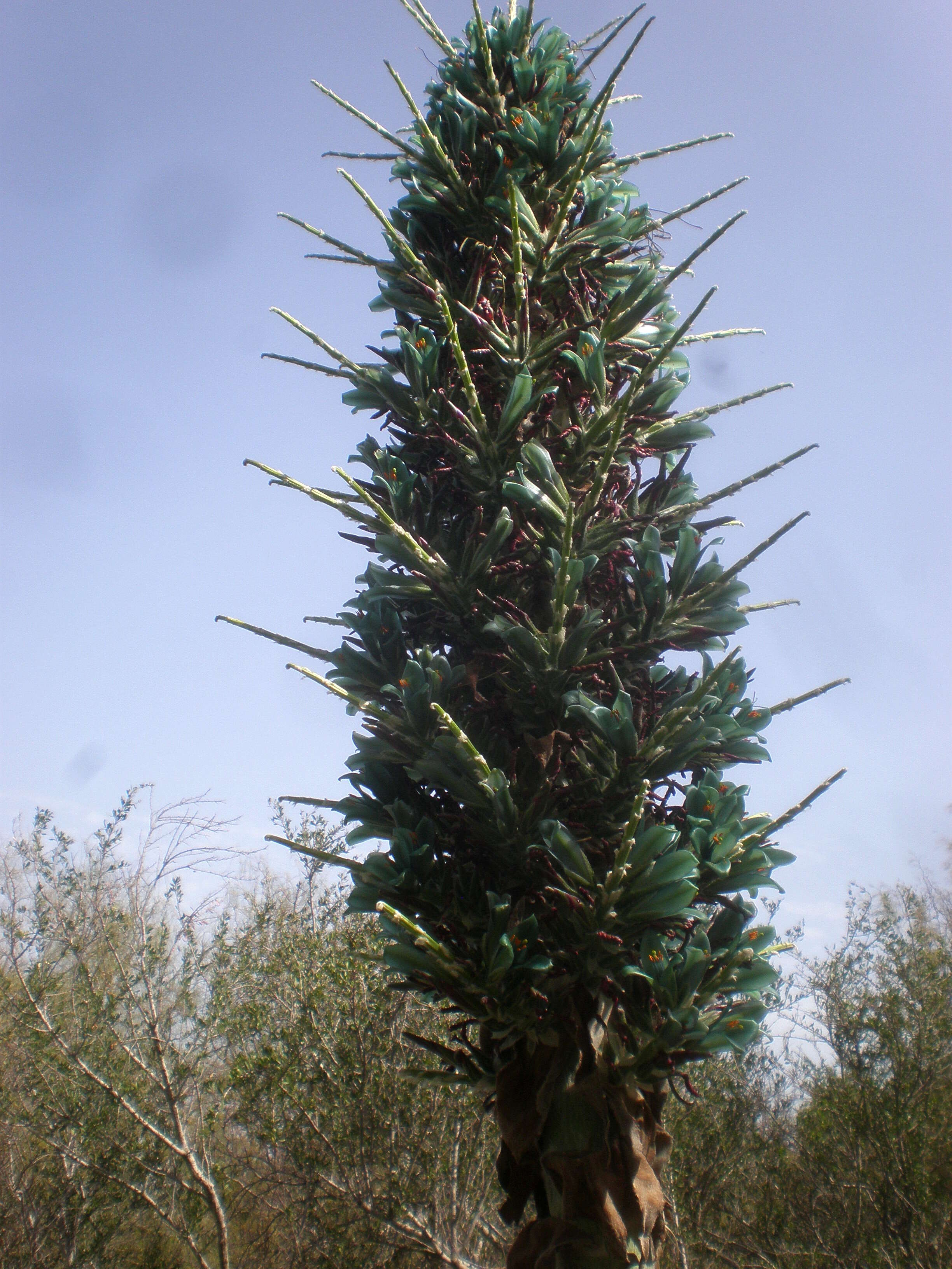 Image of Puya berteroniana Mez