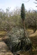 Image of Puya berteroniana Mez