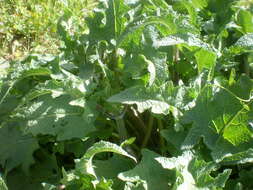 Image of Salvia barrelieri Etl.