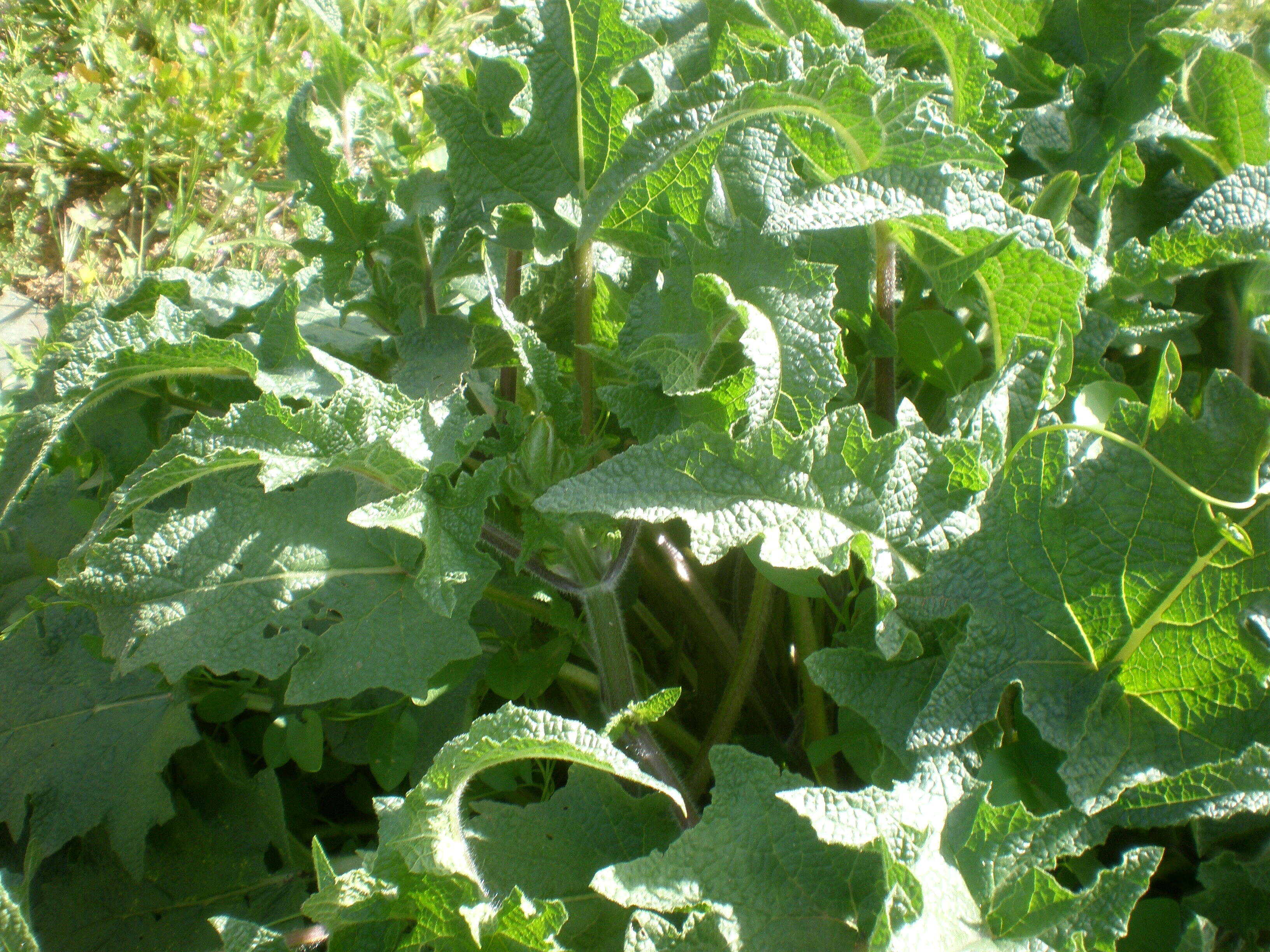 Imagem de Salvia barrelieri Etl.