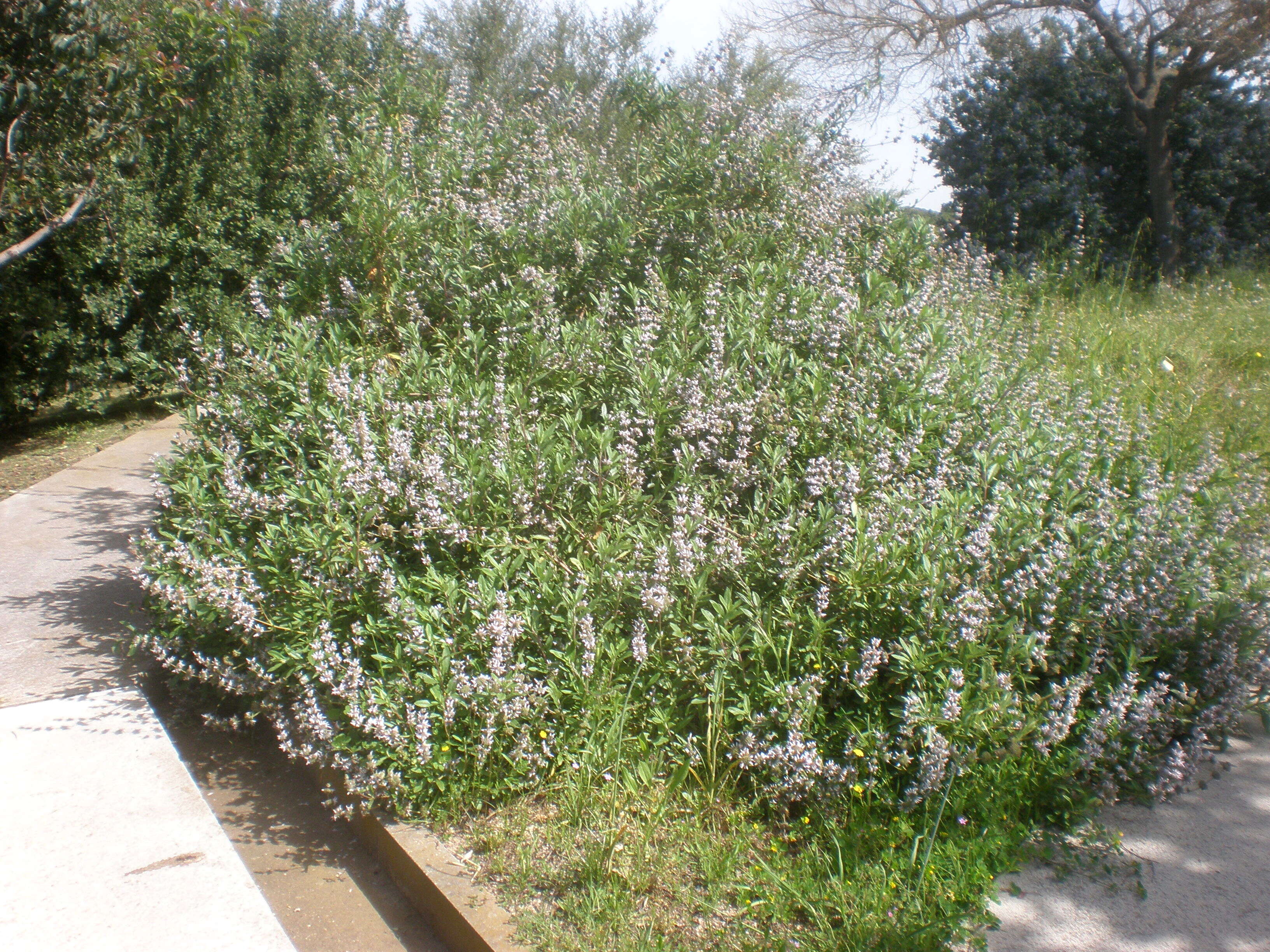 Image of black sage