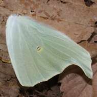 Image of Actias aliena (Butler 1879)