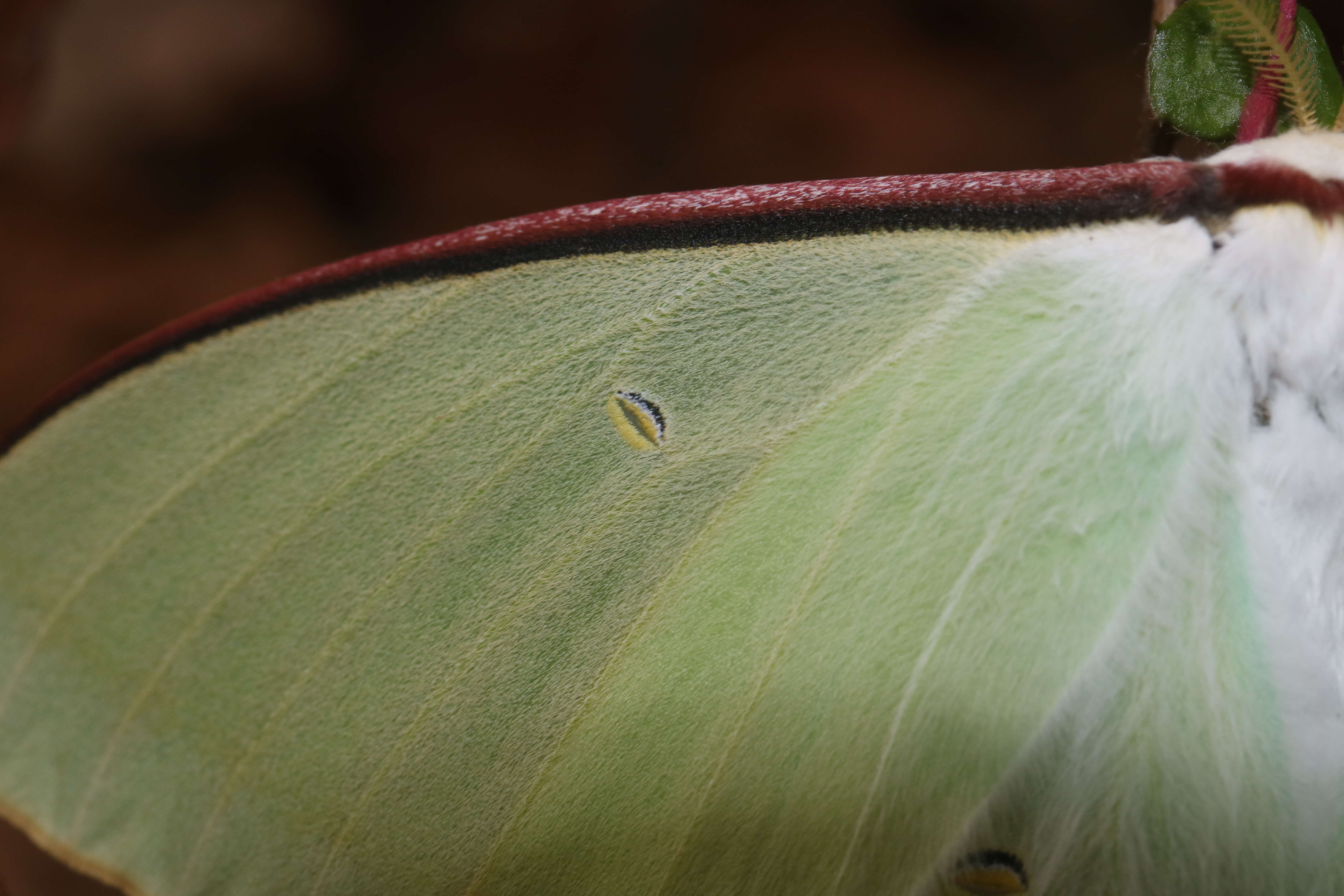 Imagem de Actias aliena (Butler 1879)