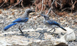 Image of Woodhouse's Scrub Jay