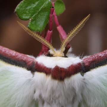 Image of Actias aliena (Butler 1879)